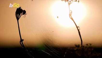 Eclipses Can Cause Interesting Behavior in Earth’s Creatures