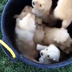 Voici un seau que tout le monde aimerait avoir chez soi. Trop cute !