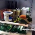 Quand tu t'absentes et que ton perroquet rentre dans ton frigo. A mourir de rire !