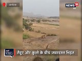 तेंदुए और कुत्ते के बीच जबरदस्त लड़ाई, देखें VIRAL VIDEO