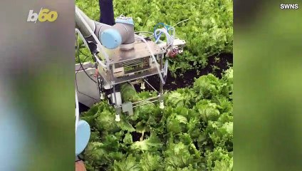 Robot Uses Machine Learning to Tell If a Vegetable is Ripe and Then Picks It