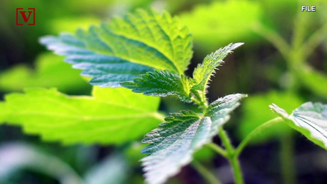 Dunkin’ Partners with Beyond Meat to Release Plant-Based Breakfast Sandwich