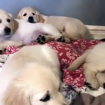 Ces chiots Golden retrievers sont très beaux. Admirez !
