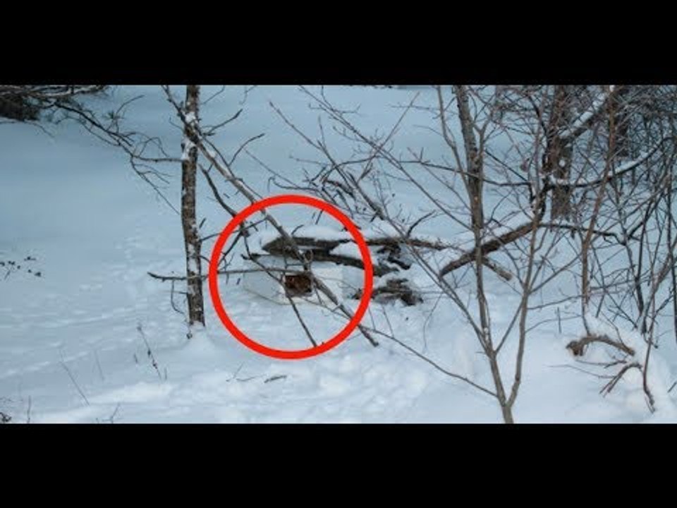 Des gémissements proviennent d'une boite sous la neige. Il n'en croit pas ses yeux.