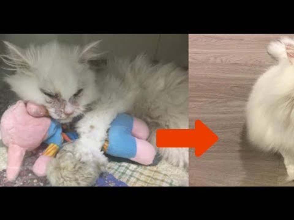 Le refuge lui conseille de faire euthanasier le chat. 5 jours plus tard, il est méconnaissable.