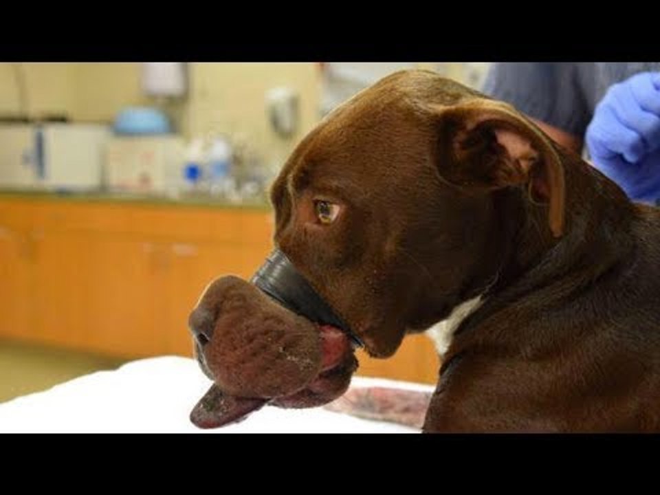 La chienne erre pendant 2 jours avec la gueule muselée. Puis, son calvaire prend fin.