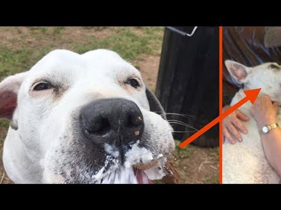 Plus de 30 chiens sont morts chez cette femme. Ce qu'elle fait...