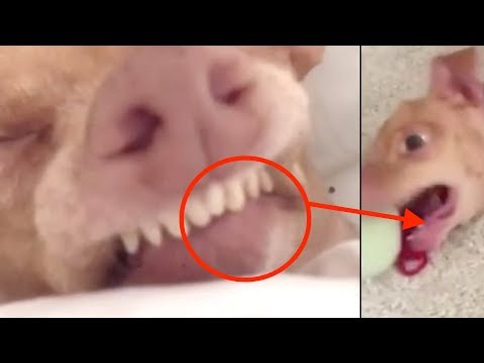 Ces 7 animaux font halluciner tout le monde sur la toile