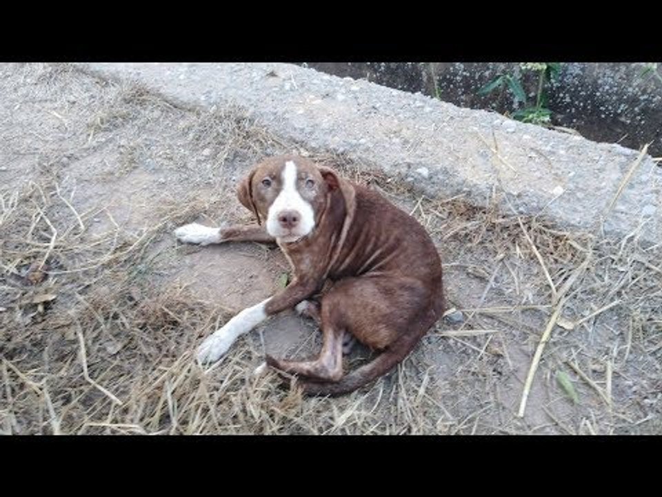 Une chienne errante protège un retraité atteint de la maladie d'Alzheimer