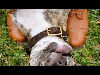 En voyant le chiot, la vétérinaire est sous le choc...