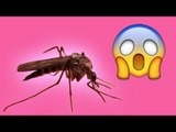 Como criar a sua própria vela anti-mosquito