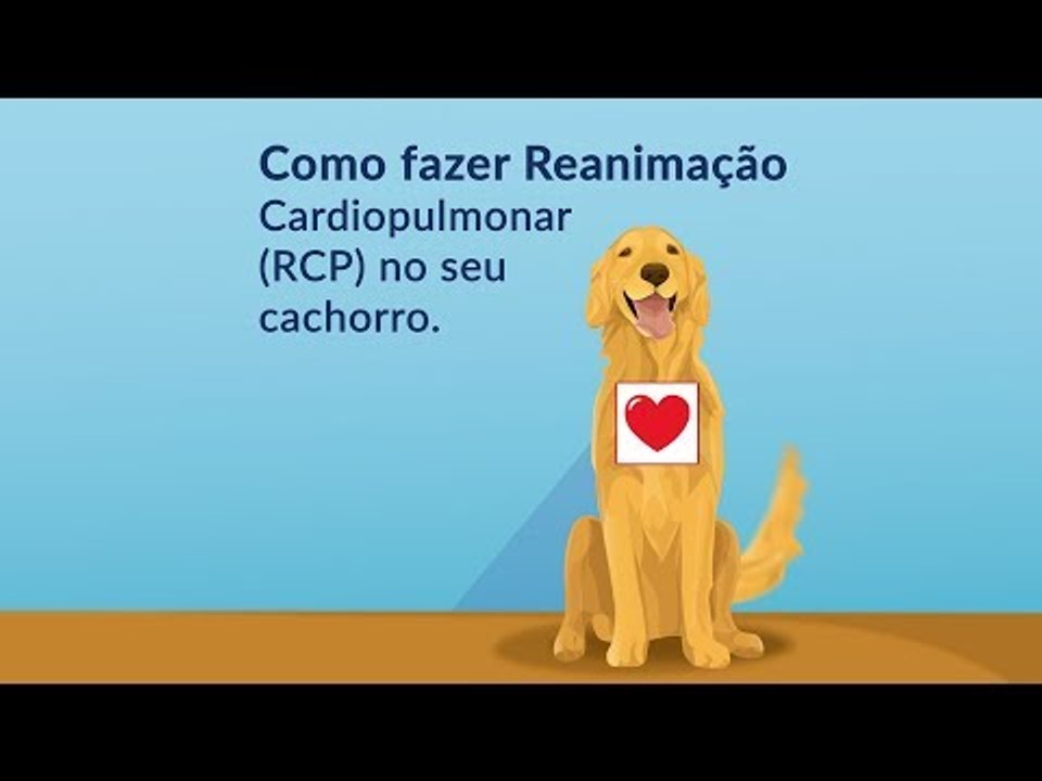 Como salvar a vida do seu cachorro com estes 6 passos