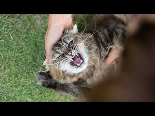 Eu não conseguia acreditar no que um animal de estimação faria com...