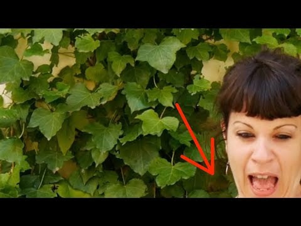Esta coisa voou na sua cara. Então ela viu...
