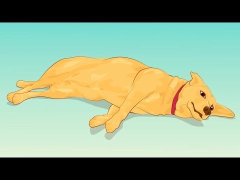 4 sintomas que podem custar a vida do seu cão.