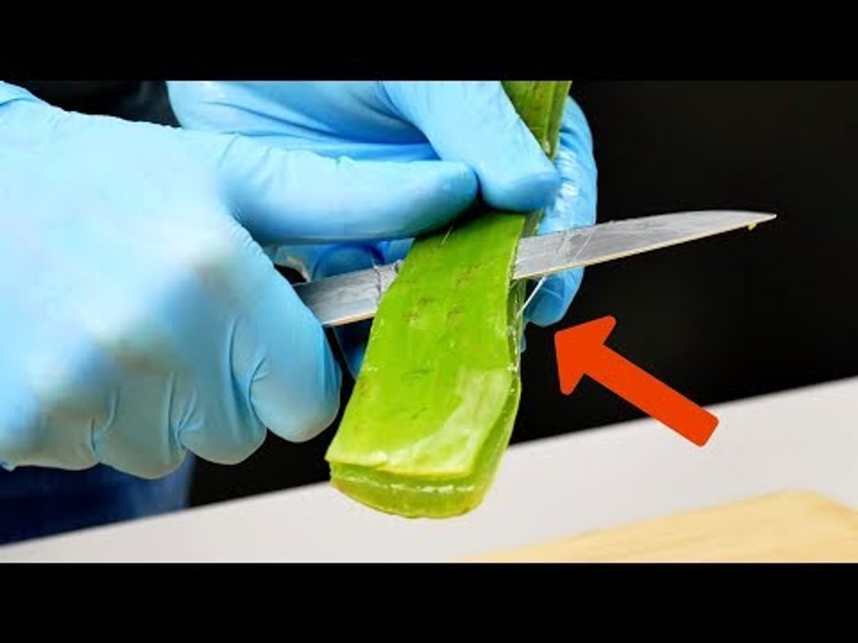 Esta planta te resgata em 4 emergências. Aloe Vera é simplesmente genial!