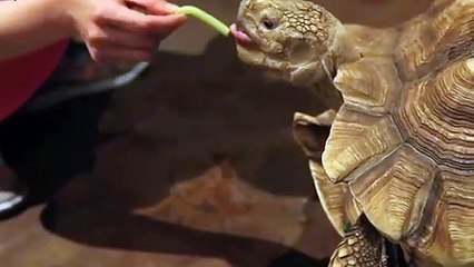 중화산동출장안마 -후불100%ョØ7ØE5180E1620｛카톡XI74｝ 중화산동전지역출장안마 중화산동오피걸 중화산동출장마사지 중화산동안마 중화산동출장마사지 중화산동콜걸샵ゲゴサ