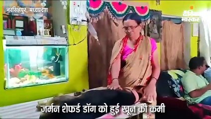 बीमार था जर्मन शेफर्ड, इसी नस्ल के दूसरे डॉग का खून चढ़ाकर बचाई जान