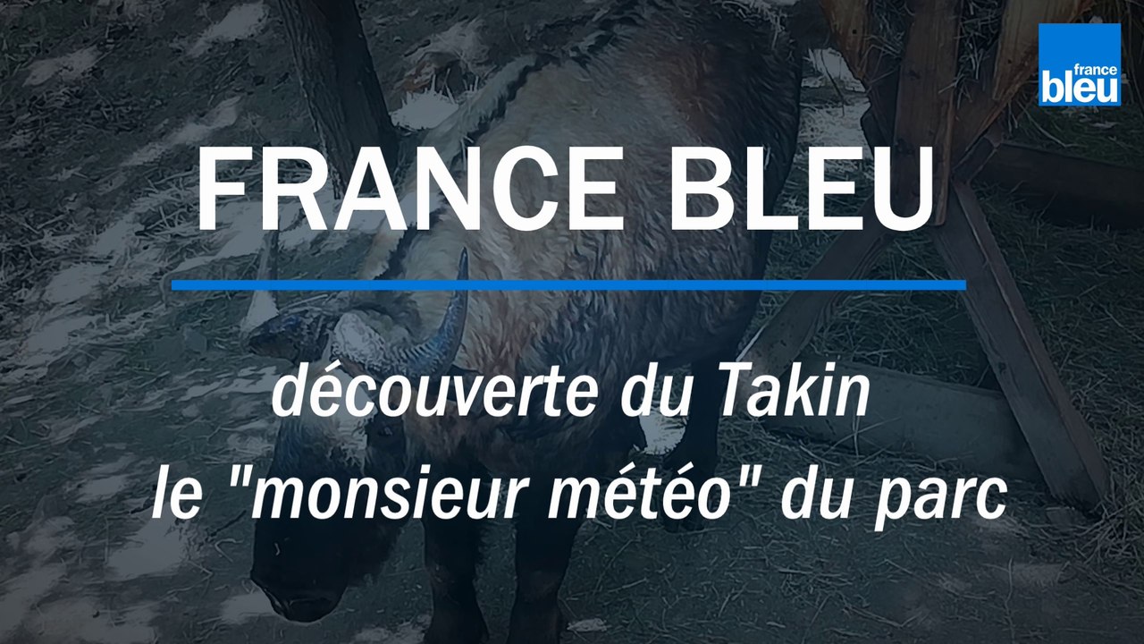 Découvrez l'Auvergne: Le Takin au Parc animalier d'Auvergne d'Ardes sur Couze (63)