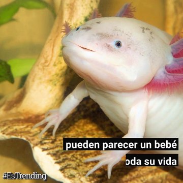 Conoce los secretos del ajolote mexicano, el animal que puede regenerar partes de su cuerpo
