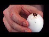 Como diabos alguém faz um ovo ASSIM? O truque é espetacular.