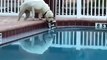 Son chien lui ramène des bières au bord de la piscine !
