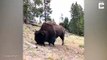 Ce bison envoie dans les airs une jeune fille en pleine nature !