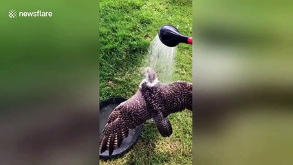 UK man gives his falcon a much needed cold shower as heatwave intensifies