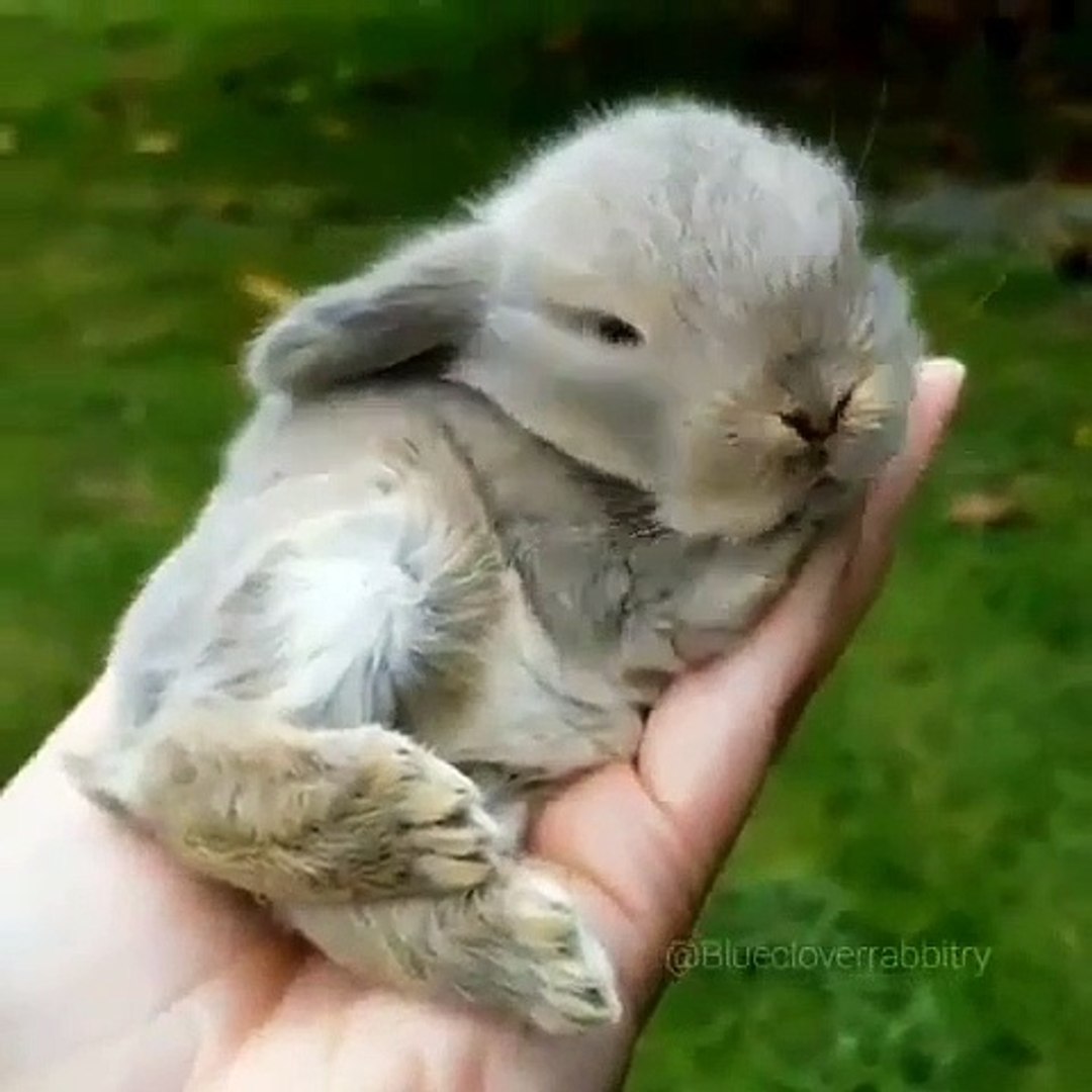 Super Mignon Regardez Cet Adorable Petit Bebe Lapin Gris Video Dailymotion