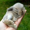 Super Mignon ! Regardez cet adorable petit bébé lapin gris