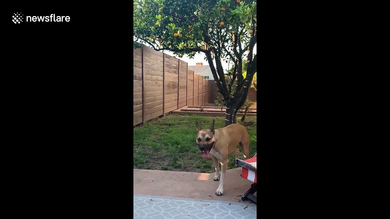 Clever dog picks oranges off tree