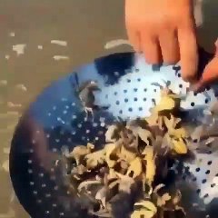 Incroyable ! Découvrez ces reptiles qui se cachent dans la mer !