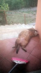 Cat Gets Groomed with a Broom