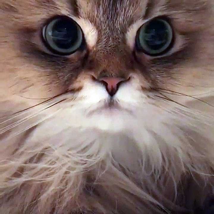 Ce chat poilue est hypnotisant. Essayez de ne pas craquer !