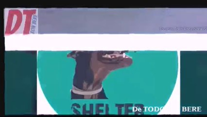 La HISTORIA de TAKIS SHELTER