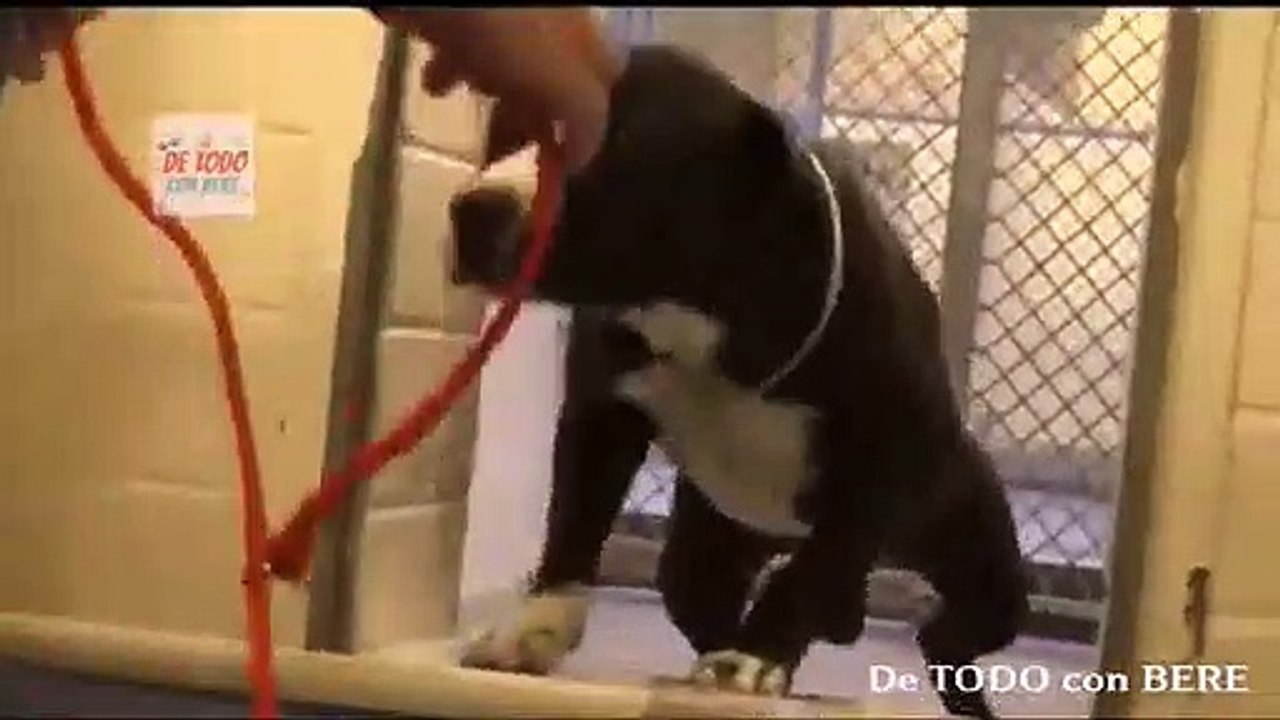 La INCREIBLE REACCION de un PITBULL al ser ADOPTADO