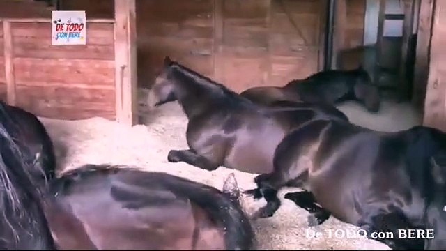 MUJER entra al ESTABLO y ENCUENTRA a 7 CABALLOS en el piso ( No CREERAS lo que DESCUBRIO)