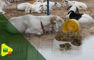 Tabaski 2019 : les vendeurs de moutons   surpris par la pluie d’hier