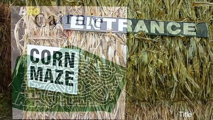 Turtle-Shaped Corn Maze Covers 5 Acres With Over Three and a Half Miles of Pathways