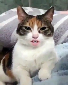 Regardez cette chatte qui fait de l'opéra. A mourir de rire !