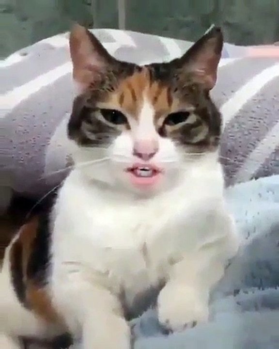 Regardez cette chatte qui fait de l'opéra. A mourir de rire !