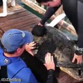 Conmovedor: tortuga discapacitada vuelve a nadar gracias a prótesis ortopédica