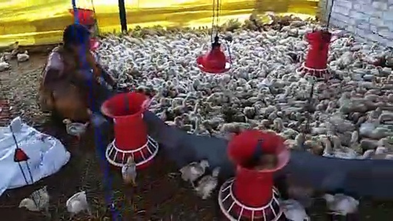 Poultry Farming - Vaccination of Chicks