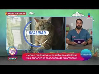 Mitos y realidades: ¿Por qué mi perro apoya la cabeza en la pared? | Sale el Sol