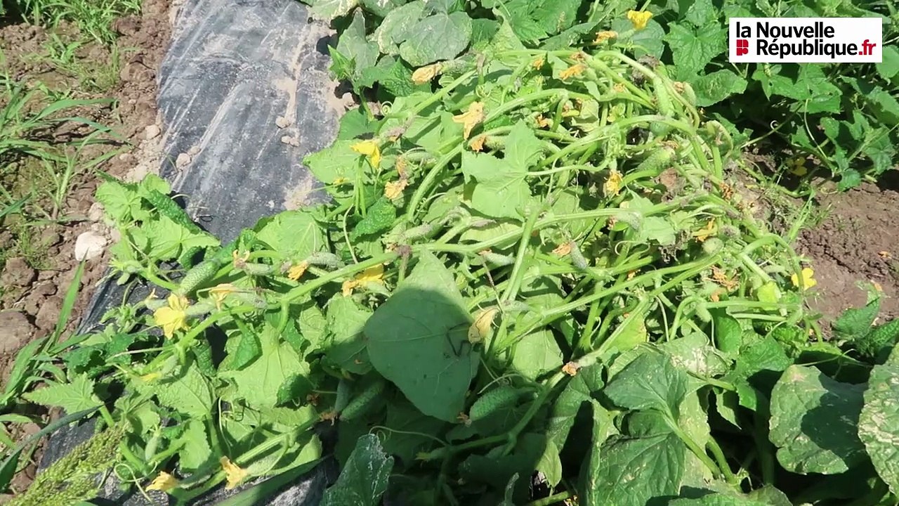 VIDEO. Récolte de cornichons : du champ  de Cheverny à la mise en bocaux à Montrichard