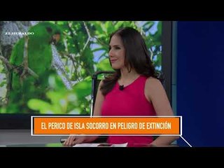 Perico de Socorro debe incluirse como especie en peligro de extinción: ecólogo