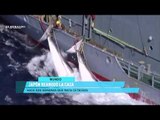 Hoy es el Día Mundial de las Ballenas y los Delfines; reportaje de El Heraldo TV