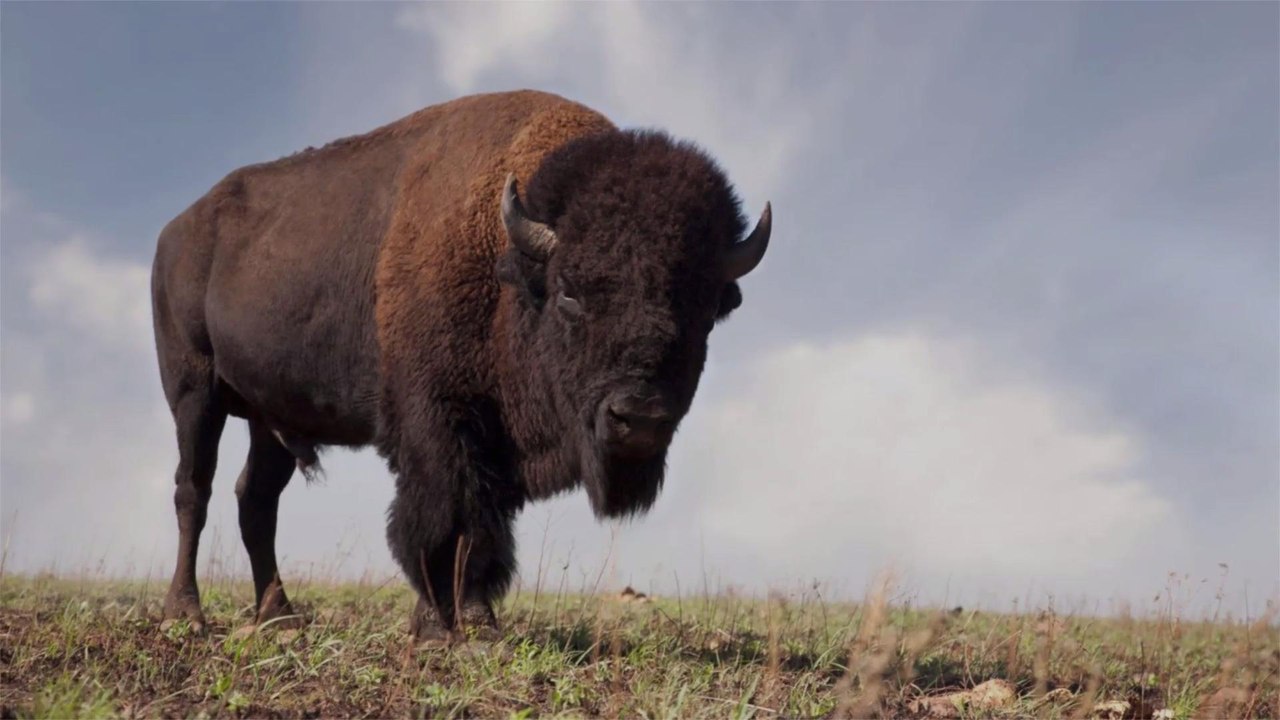 9-year-old Girl Sustains Injuries After Being Thrown Into the Air by Charging Bison