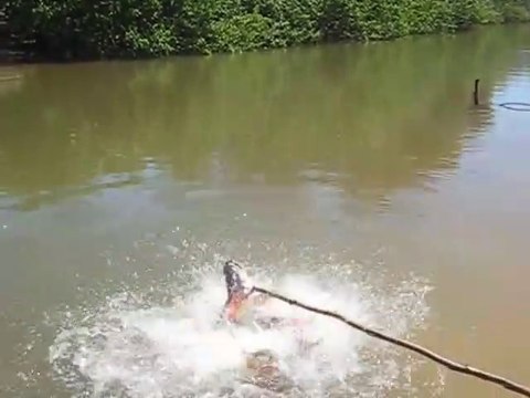 Il nous montre ce qui arriverait si on mettait le pied dans une rivière pleine de piranhas