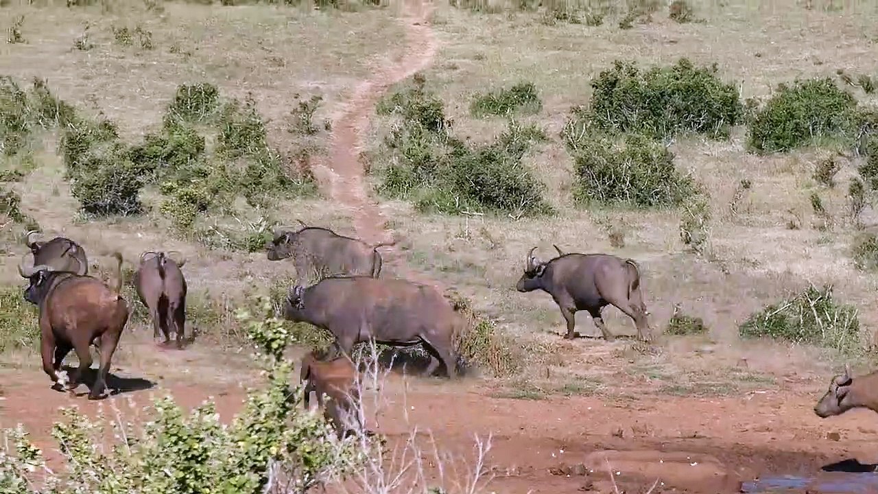 Un bébé éléphant adorable chasse un troupeau de buffles.. Comme papa